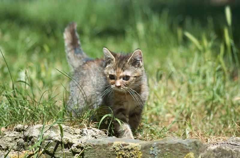 BRITISH SHORTHAIR C008.jpg